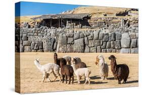 Alpacas at Sacsayhuaman, Incas Ruins in the Peruvian Andes at Cuzco Peru-OSTILL-Stretched Canvas