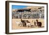 Alpacas at Sacsayhuaman, Incas Ruins in the Peruvian Andes at Cuzco Peru-OSTILL-Framed Photographic Print