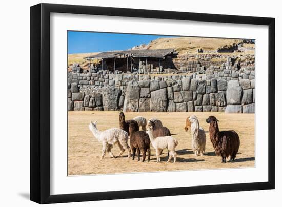 Alpacas at Sacsayhuaman, Incas Ruins in the Peruvian Andes at Cuzco Peru-OSTILL-Framed Photographic Print