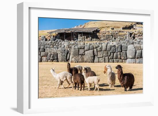 Alpacas at Sacsayhuaman, Incas Ruins in the Peruvian Andes at Cuzco Peru-OSTILL-Framed Photographic Print