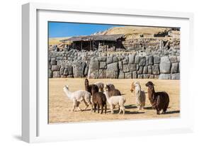 Alpacas at Sacsayhuaman, Incas Ruins in the Peruvian Andes at Cuzco Peru-OSTILL-Framed Photographic Print