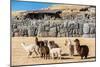 Alpacas at Sacsayhuaman, Incas Ruins in the Peruvian Andes at Cuzco Peru-OSTILL-Mounted Photographic Print