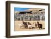 Alpacas at Sacsayhuaman, Incas Ruins in the Peruvian Andes at Cuzco Peru-OSTILL-Framed Photographic Print