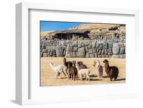 Alpacas at Sacsayhuaman, Incas Ruins in the Peruvian Andes at Cuzco Peru-OSTILL-Framed Photographic Print