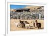 Alpacas at Sacsayhuaman, Incas Ruins in the Peruvian Andes at Cuzco Peru-OSTILL-Framed Photographic Print