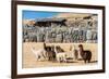 Alpacas at Sacsayhuaman, Incas Ruins in the Peruvian Andes at Cuzco Peru-OSTILL-Framed Photographic Print