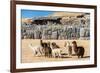 Alpacas at Sacsayhuaman, Incas Ruins in the Peruvian Andes at Cuzco Peru-OSTILL-Framed Photographic Print