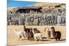 Alpacas at Sacsayhuaman, Incas Ruins in the Peruvian Andes at Cuzco Peru-OSTILL-Mounted Photographic Print