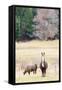 Alpacas, Maine, USA-phbcz-Framed Stretched Canvas