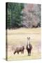 Alpacas, Maine, USA-phbcz-Stretched Canvas