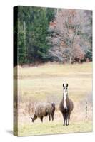 Alpacas, Maine, USA-phbcz-Stretched Canvas