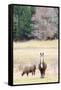 Alpacas, Maine, USA-phbcz-Framed Stretched Canvas