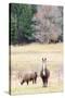 Alpacas, Maine, USA-phbcz-Stretched Canvas