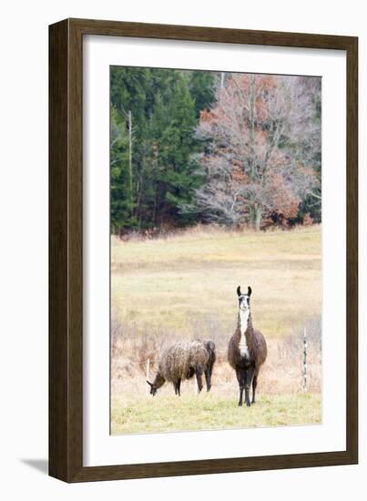 Alpacas, Maine, USA-phbcz-Framed Photographic Print