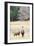 Alpacas, Maine, USA-phbcz-Framed Photographic Print