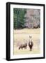 Alpacas, Maine, USA-phbcz-Framed Photographic Print