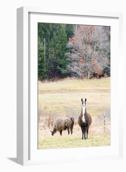 Alpacas, Maine, USA-phbcz-Framed Photographic Print