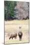 Alpacas, Maine, USA-phbcz-Mounted Photographic Print