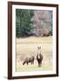 Alpacas, Maine, USA-phbcz-Framed Photographic Print