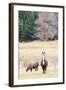 Alpacas, Maine, USA-phbcz-Framed Photographic Print