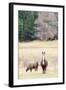 Alpacas, Maine, USA-phbcz-Framed Photographic Print