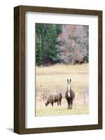 Alpacas, Maine, USA-phbcz-Framed Photographic Print