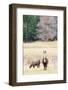 Alpacas, Maine, USA-phbcz-Framed Photographic Print