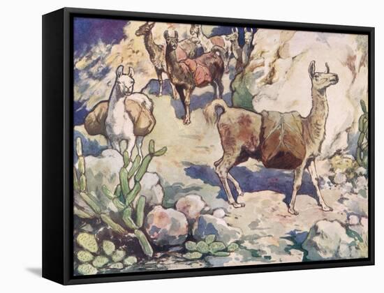 Alpacas on a Mountain Path-John Edwin Noble-Framed Stretched Canvas