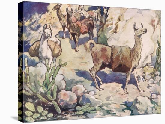 Alpacas on a Mountain Path-John Edwin Noble-Stretched Canvas