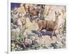 Alpacas on a Mountain Path-John Edwin Noble-Framed Premium Giclee Print