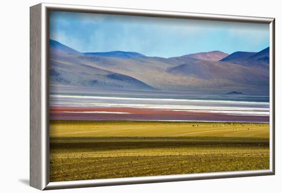 Alpacas on the shore of Laguna Colorada with Andes Mountain, Potosi Department, Bolivia-Keren Su-Framed Photographic Print