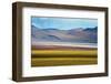 Alpacas on the shore of Laguna Colorada with Andes Mountain, Potosi Department, Bolivia-Keren Su-Framed Photographic Print