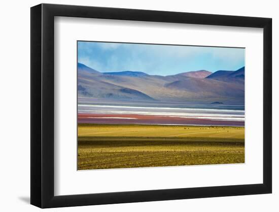 Alpacas on the shore of Laguna Colorada with Andes Mountain, Potosi Department, Bolivia-Keren Su-Framed Photographic Print