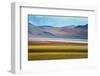 Alpacas on the shore of Laguna Colorada with Andes Mountain, Potosi Department, Bolivia-Keren Su-Framed Photographic Print