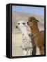 Alpacas Outside Local Home, Puno, Peru-Diane Johnson-Framed Stretched Canvas