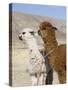 Alpacas Outside Local Home, Puno, Peru-Diane Johnson-Stretched Canvas