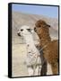Alpacas Outside Local Home, Puno, Peru-Diane Johnson-Framed Stretched Canvas