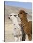 Alpacas Outside Local Home, Puno, Peru-Diane Johnson-Stretched Canvas