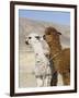 Alpacas Outside Local Home, Puno, Peru-Diane Johnson-Framed Premium Photographic Print