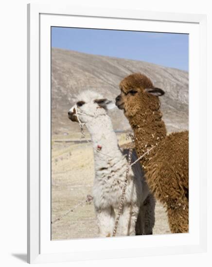 Alpacas Outside Local Home, Puno, Peru-Diane Johnson-Framed Premium Photographic Print