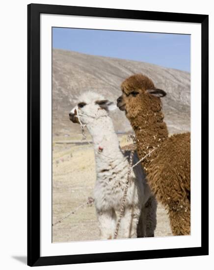 Alpacas Outside Local Home, Puno, Peru-Diane Johnson-Framed Premium Photographic Print