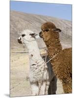 Alpacas Outside Local Home, Puno, Peru-Diane Johnson-Mounted Premium Photographic Print