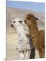 Alpacas Outside Local Home, Puno, Peru-Diane Johnson-Mounted Premium Photographic Print