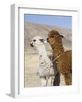 Alpacas Outside Local Home, Puno, Peru-Diane Johnson-Framed Photographic Print