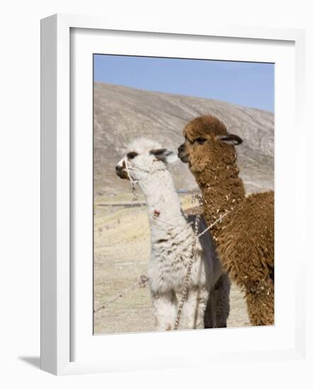 Alpacas Outside Local Home, Puno, Peru-Diane Johnson-Framed Photographic Print