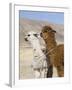 Alpacas Outside Local Home, Puno, Peru-Diane Johnson-Framed Photographic Print