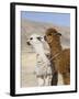 Alpacas Outside Local Home, Puno, Peru-Diane Johnson-Framed Photographic Print