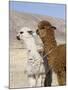 Alpacas Outside Local Home, Puno, Peru-Diane Johnson-Mounted Photographic Print