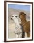 Alpacas Outside Local Home, Puno, Peru-Diane Johnson-Framed Photographic Print