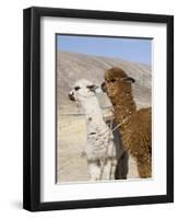 Alpacas Outside Local Home, Puno, Peru-Diane Johnson-Framed Premium Photographic Print